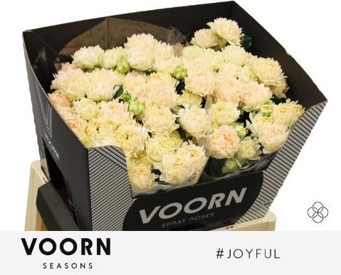 <h4>R Tr Hashtags Joyful Voorn Seasons</h4>