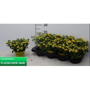 SANV PROCUMBENS