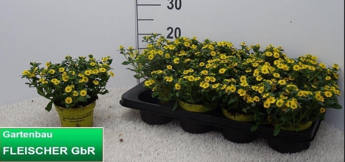 <h4>SANV PROCUMBENS</h4>