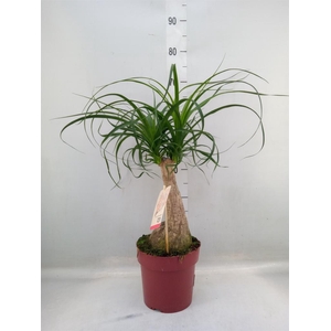 Beaucarnea recurvata