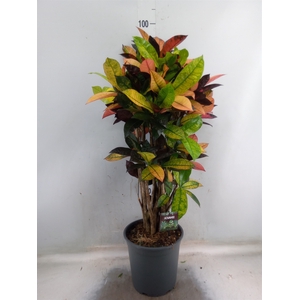 Codiaeum var. KL 'Mrs Iceton'