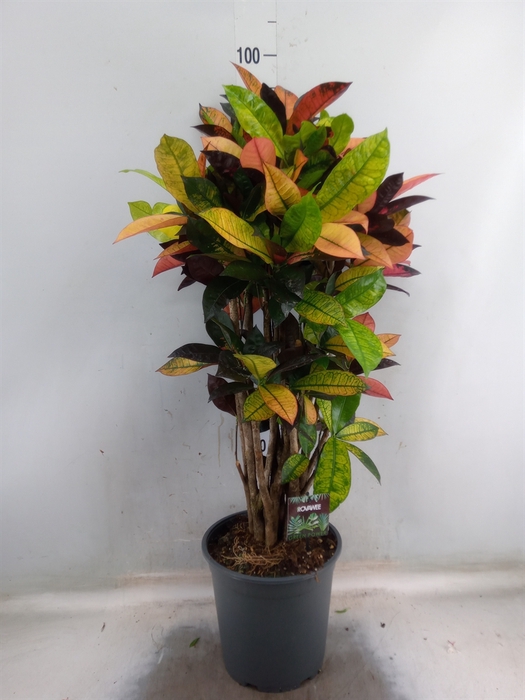 <h4>Codiaeum var. KL 'Mrs Iceton'</h4>