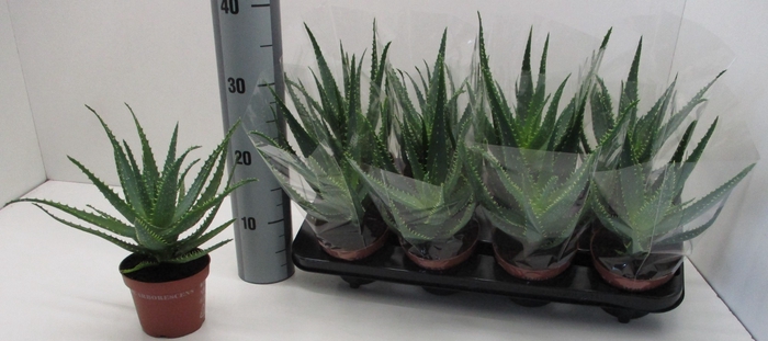 <h4>ALOE ARBORESCENS</h4>