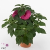 HIBISCUS M LU ROSE