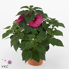 HIBISCUS M LU ROSE