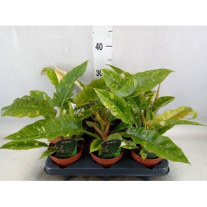 Philodendron  'Ring of Fire'