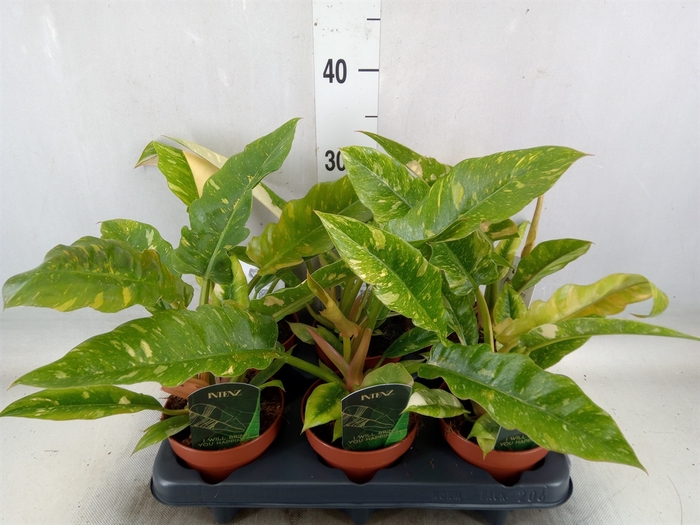 <h4>Philodendron  'Ring of Fire'</h4>