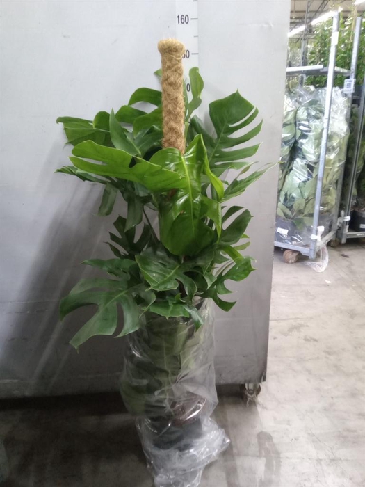 <h4>Monstera pertusum</h4>