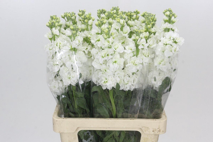 <h4>Matthiola Iron White</h4>