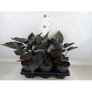 Alocasia  'Antoro Velvet'