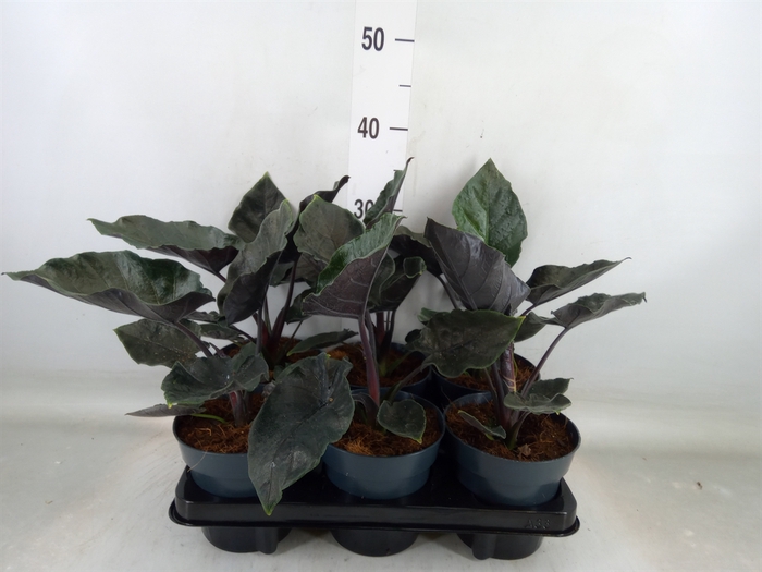 <h4>Alocasia  'Antoro Velvet'</h4>