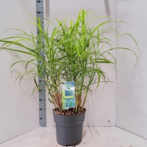 Miscanthus sinensis Zebrinus