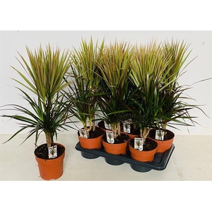 Draceana marginata mix 17Ø 85cm 2pp