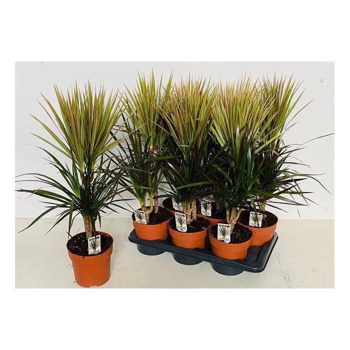 <h4>Draceana marginata mix 17Ø 85cm 2pp</h4>