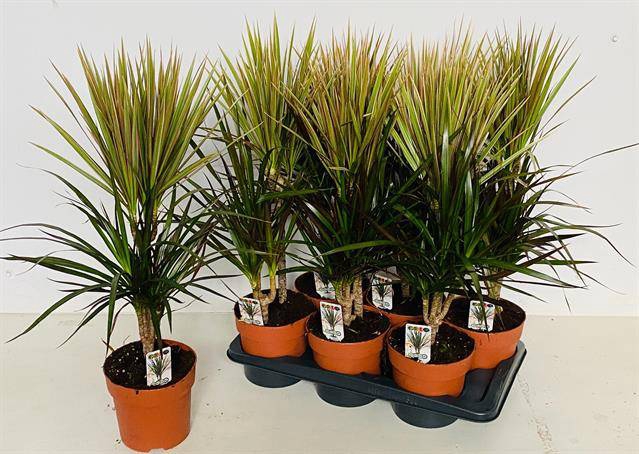 Draceana marginata mix 17Ø 85cm 2pp