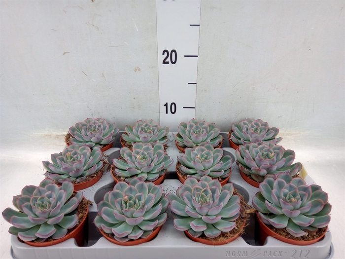 <h4>Echeveria  'Hercules'</h4>