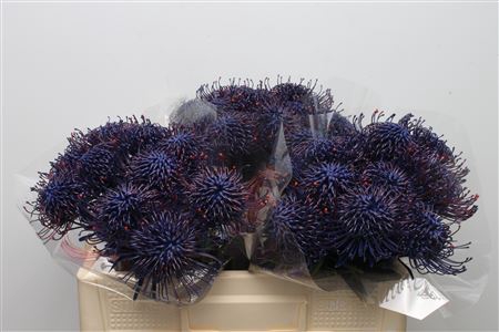 <h4>Leuco Klbh Blue</h4>
