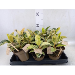 Ficus elastica   ...