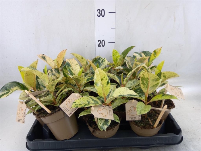 <h4>Ficus elastica   ...</h4>