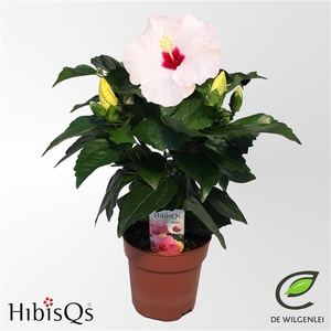 HibisQs® rosa-sinensis ‘Adonicus White’ p13