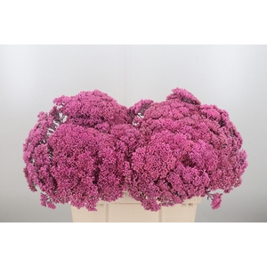 Sedum Kl Bh Roze