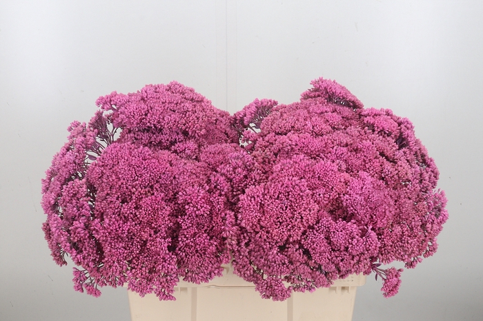 <h4>Sedum Kl Bh Roze</h4>