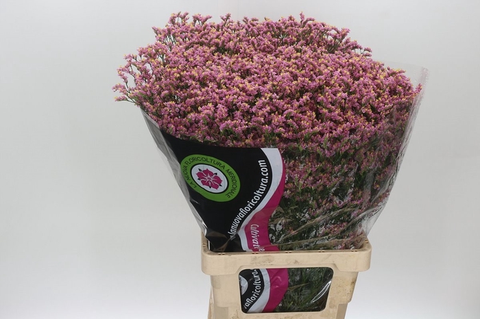 Limonium Diamond Pink