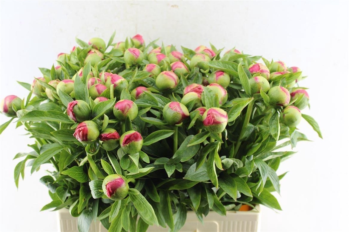 <h4>Paeonia L Flame</h4>