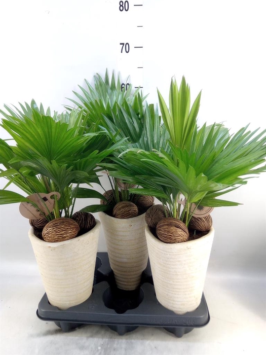 <h4>Livistona rotundifolia</h4>