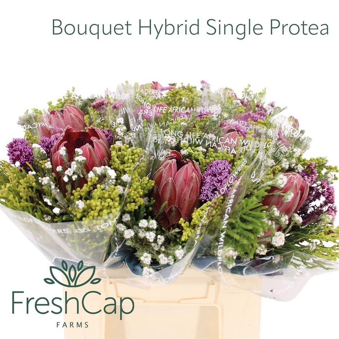 <h4>Bouquet Hybrid Single Protea</h4>