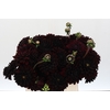 Dahlia Black Destiny