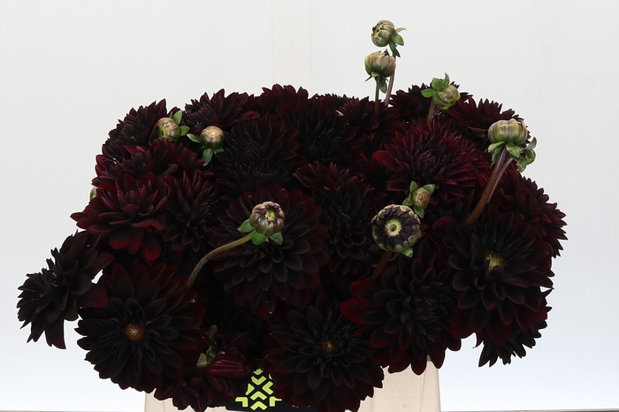 <h4>Dahlia Black Destiny</h4>