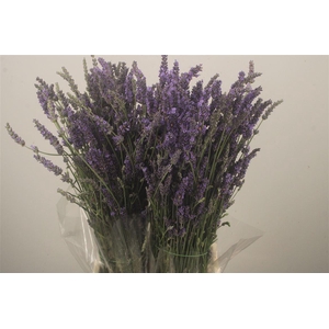Lavendula Blue Fresh Per Bunch