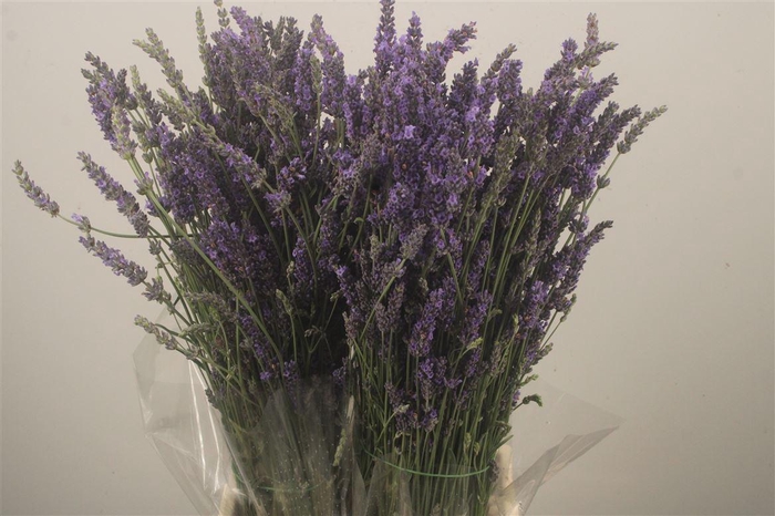 Lavendula Blue Fresh Per Bunch