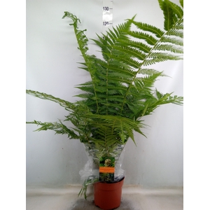 Dicksonia antarctica