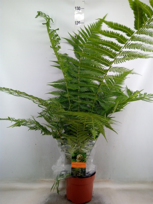 <h4>Dicksonia antarctica</h4>