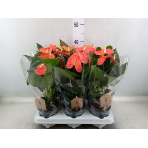 Anthurium andr. 'Prince of Orange'