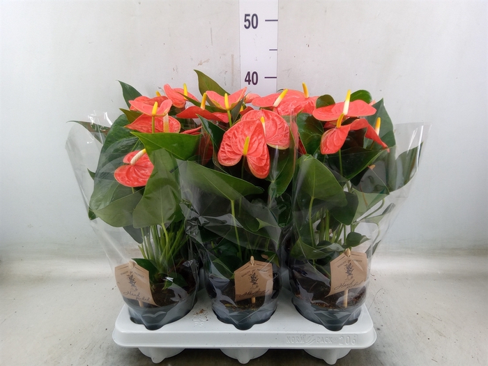 <h4>Anthurium andr. 'Prince of Orange'</h4>