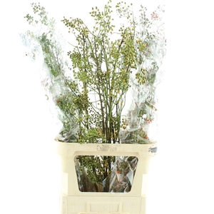 Rosa Corallo Green Orange