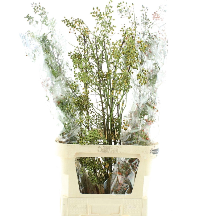 <h4>Rosa Corallo Green Orange</h4>