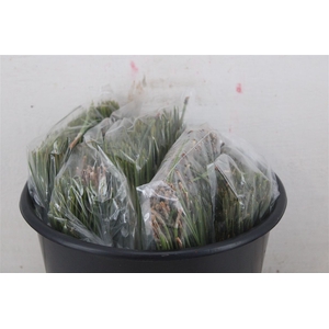 Dennen Needles Green P Bag