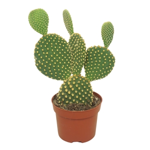 Opuntia microdasys var. Pallida