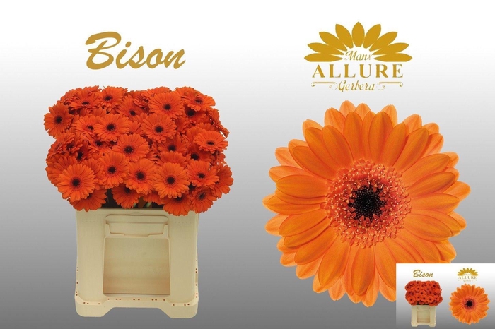 <h4>GE MI BISON</h4>