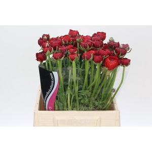 Ranunculus Charm Red