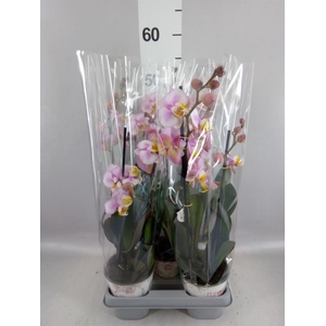 Phalaenopsis   ...