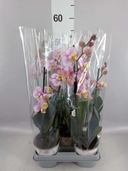 <h4>Phalaenopsis   ...</h4>
