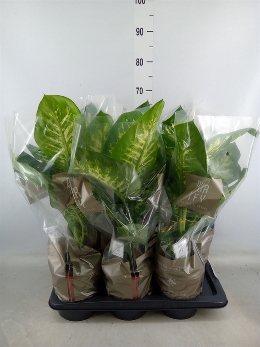 <h4>Dieffenbachia seg. 'Tropic Snow'</h4>