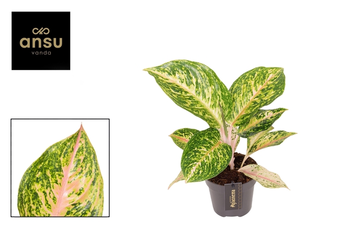 <h4>Aglaonema Forest Pink</h4>