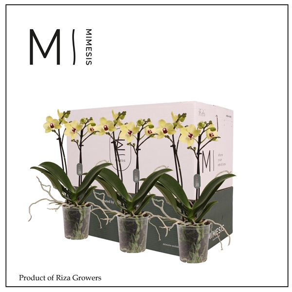 <h4>Mimesis Phal. Yellow - 2 spike 9cm Less Plastic</h4>