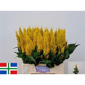 Cel P Century Yellow